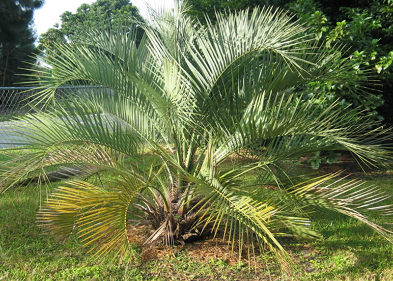 GARDEN CENTER CAPE CORAL and LANDSCAPERS