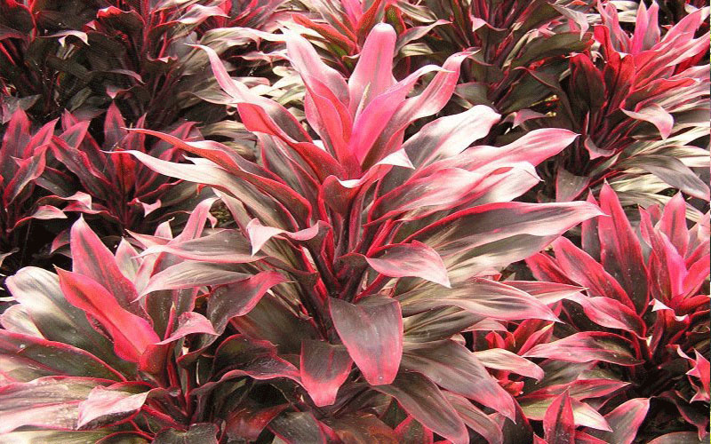 GARDEN CENTER CAPE CORAL and LANDSCAPERS