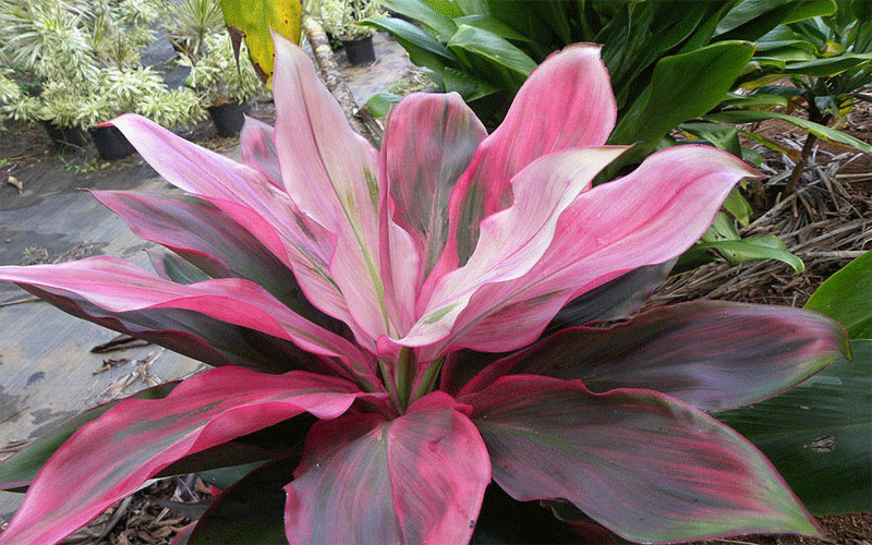 GARDEN CENTER CAPE CORAL AND LANDSCAPERS