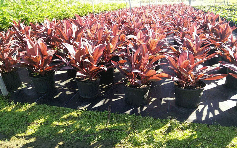 GARDEN CENTER CAPE CORAL AND LANDSCAPERS
