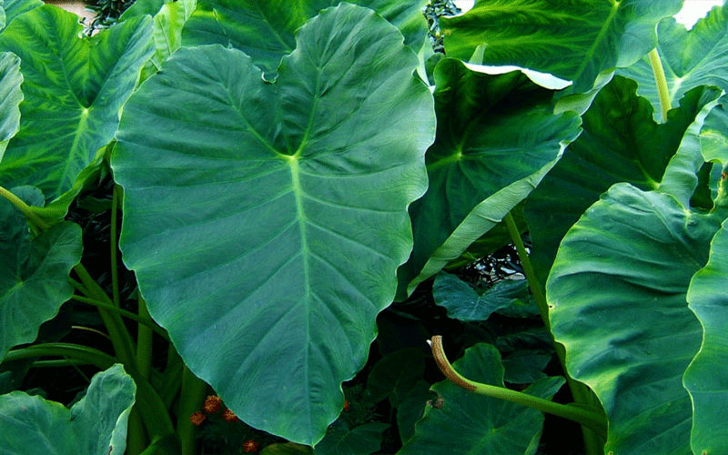GARDEN CENTER CAPE CORAL and LANDSCAPERS