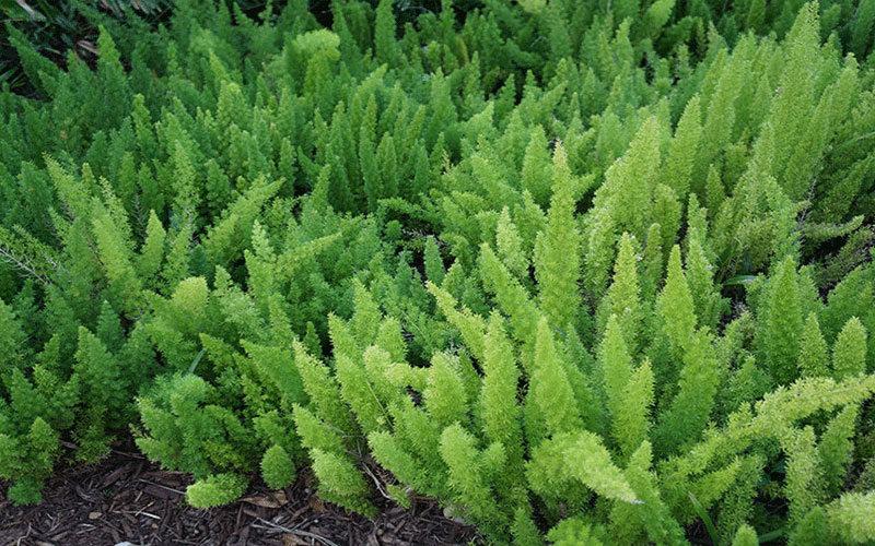 GARDEN CENTER CAPE CORAL and LANDSCAPERS