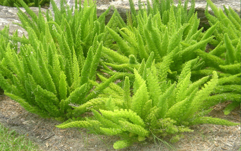 GARDEN CENTER CAPE CORAL and LANDSCAPERS