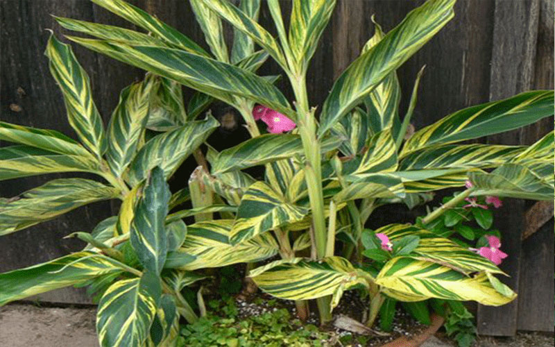GARDEN CENTER CAPE CORAL and LANDSCAPERS