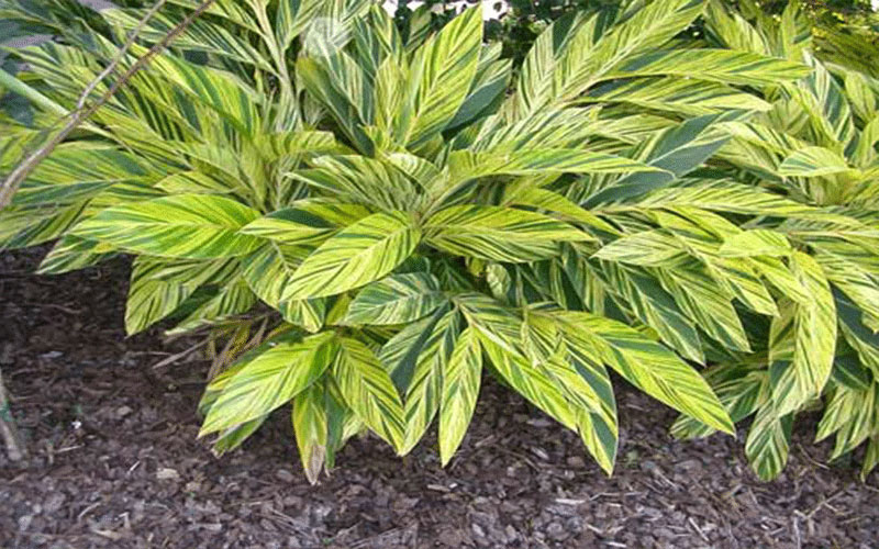 GARDEN CENTER CAPE CORAL and LANDSCAPERS
