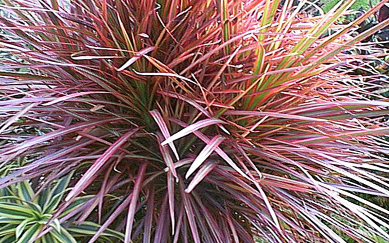 GARDEN CENTER CAPE CORAL and LANDSCAPERS