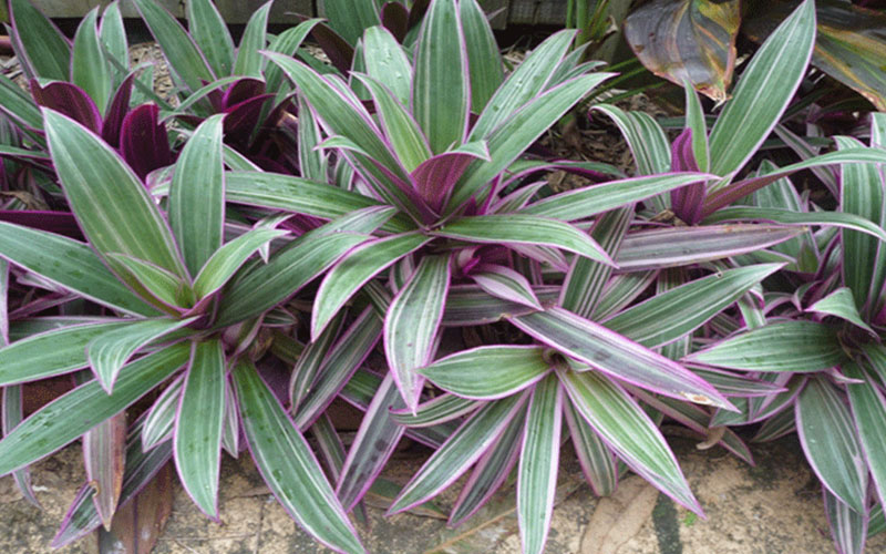 GARDEN CENTER CAPE CORAL and LANDSCAPERS