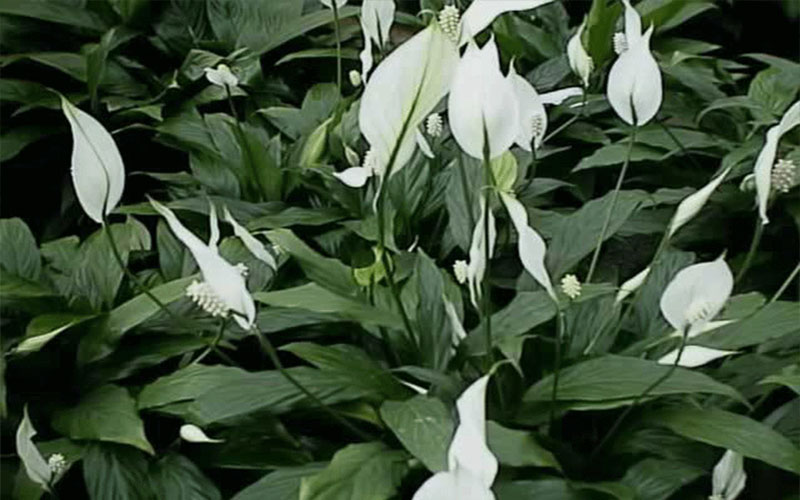 GARDEN CENTER CAPE CORAL and LANDSCAPERS