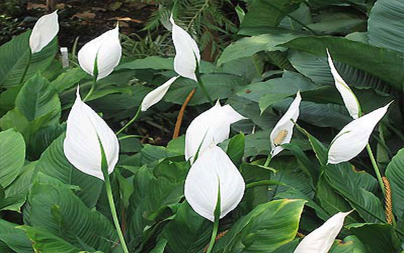 GARDEN CENTER CAPE CORAL and LANDSCAPERS