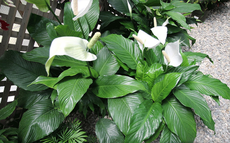 GARDEN CENTER CAPE CORAL and LANDSCAPERS