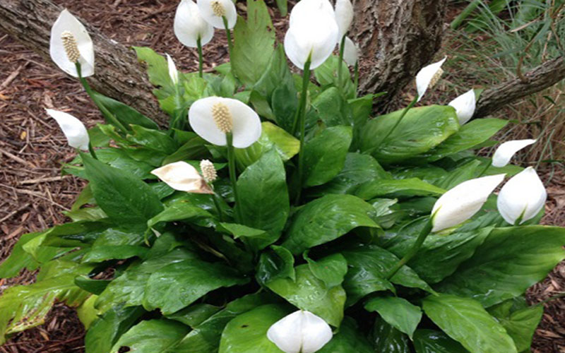 GARDEN CENTER CAPE CORAL and LANDSCAPERS