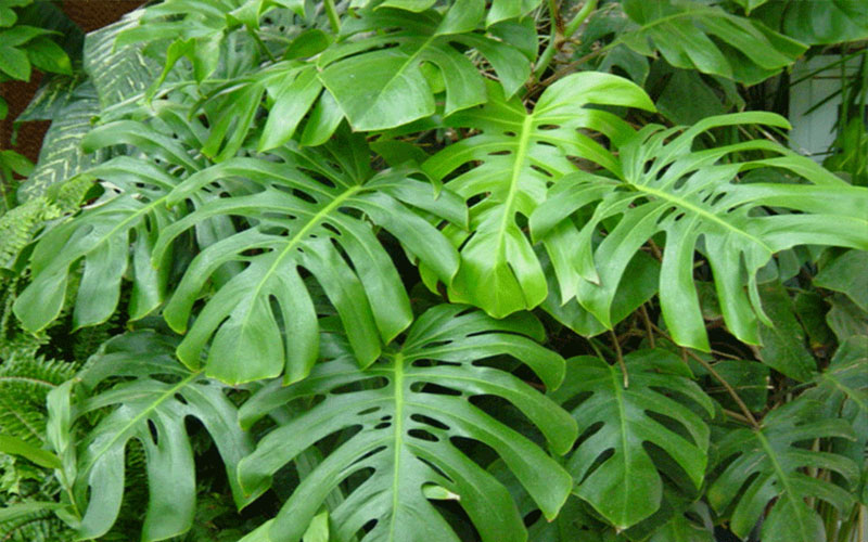 GARDEN CENTER CAPE CORAL and LANDSCAPERS