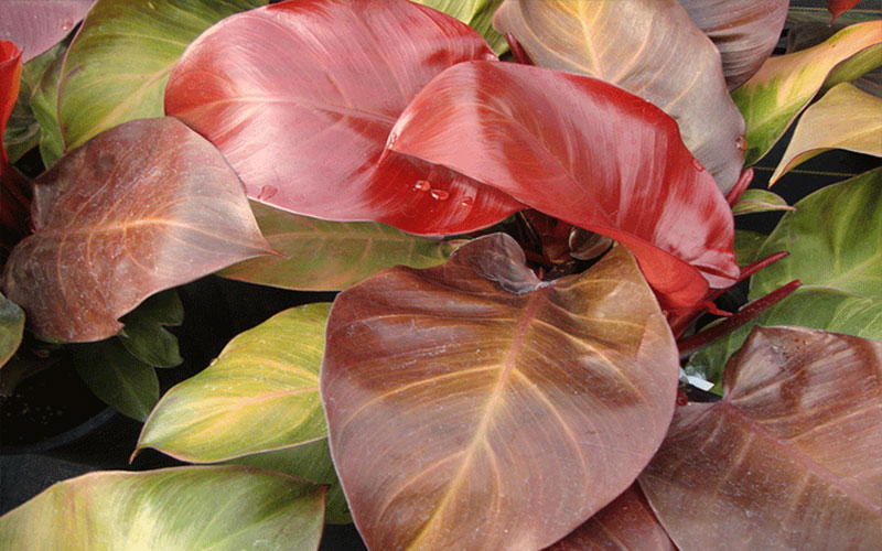 GARDEN CENTER CAPE CORAL and LANDSCAPERS