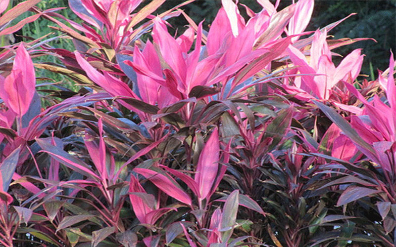 GARDEN CENTER CAPE CORAL and LANDSCAPERS