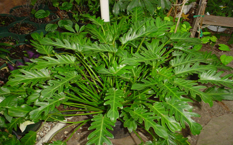 GARDEN CENTER CAPE CORAL and LANDSCAPERS