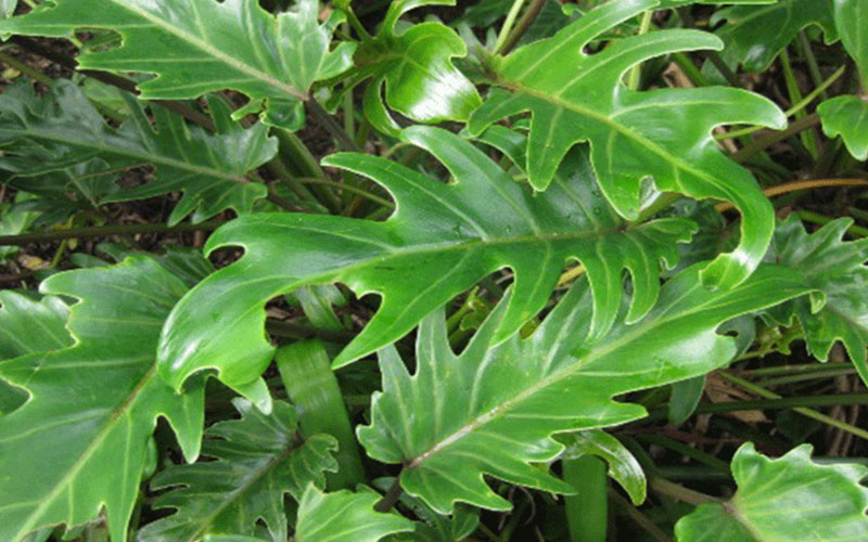 GARDEN CENTER CAPE CORAL and LANDSCAPERS