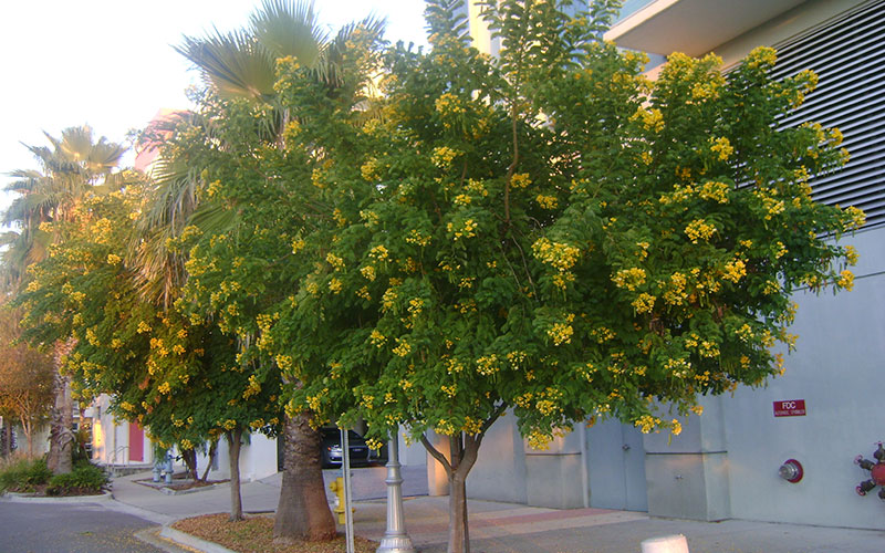 GARDEN CENTER CAPE CORAL and LANDSCAPERS