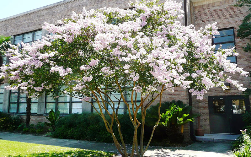 GARDEN CENTER CAPE CORAL and LANDSCAPERS