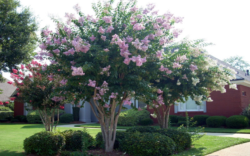 GARDEN CENTER CAPE CORAL and LANDSCAPERS