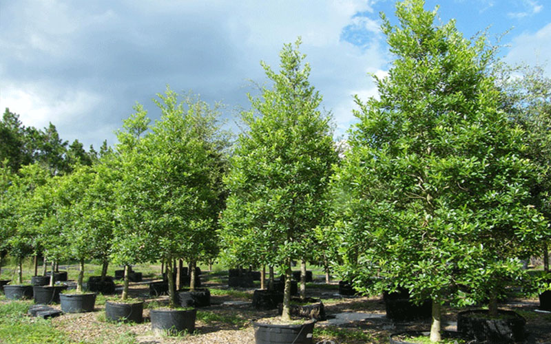 GARDEN CENTER CAPE CORAL and LANDSCAPERS