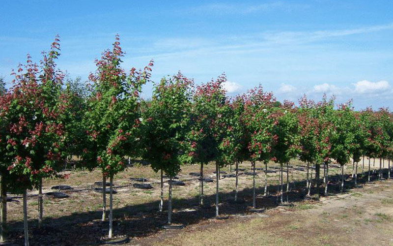 GARDEN CENTER CAPE CORAL and LANDSCAPERS