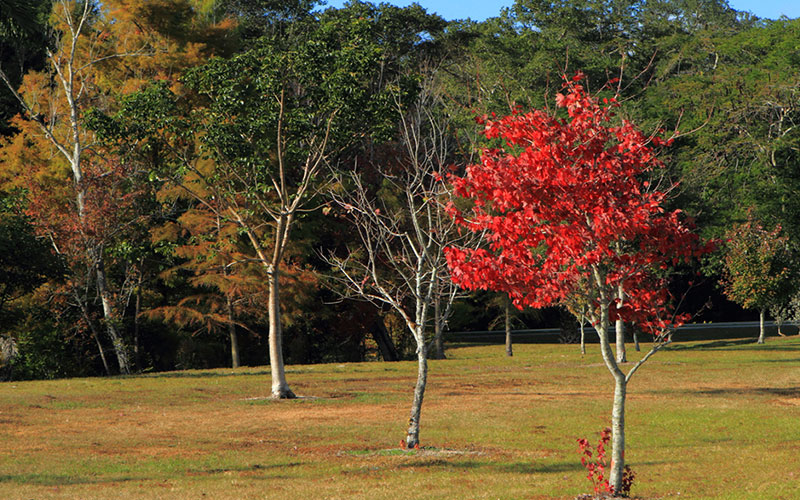 GARDEN CENTER CAPE CORAL and LANDSCAPERS