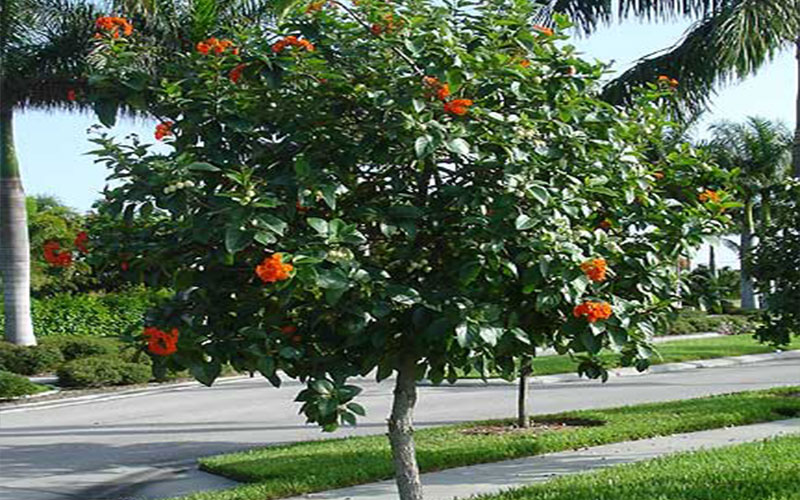 GARDEN CENTER CAPE CORAL and LANDSCAPERS