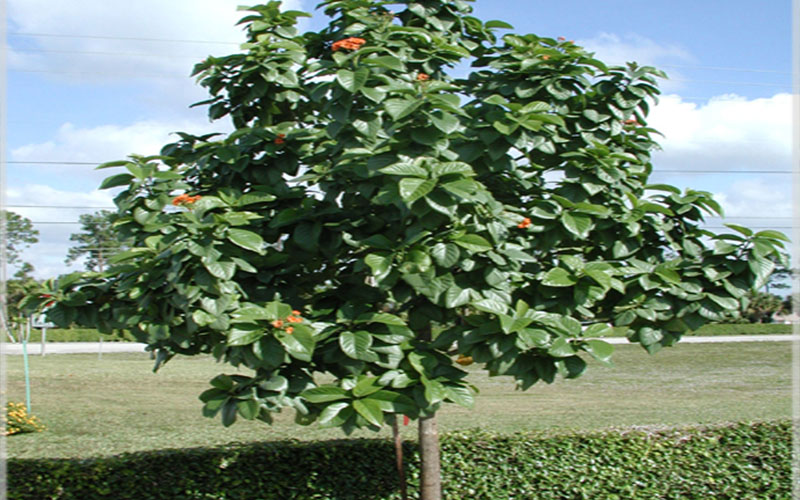 GARDEN CENTER CAPE CORAL and LANDSCAPERS