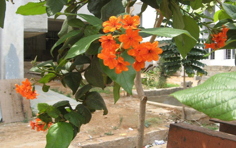 GARDEN CENTER CAPE CORAL and LANDSCAPERS