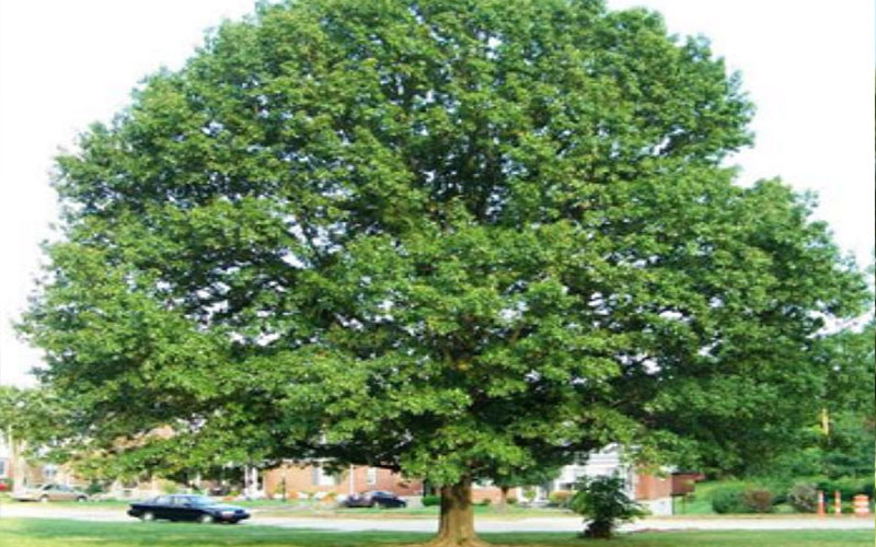 GARDEN CENTER CAPE CORAL and LANDSCAPERS