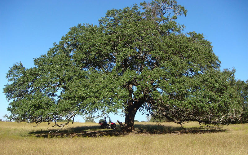 GARDEN CENTER CAPE CORAL and LANDSCAPERS