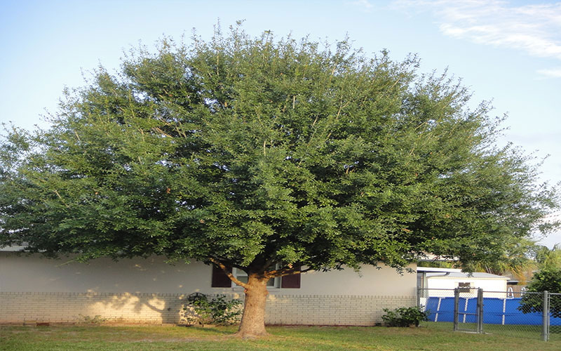 GARDEN CENTER CAPE CORAL and LANDSCAPERS