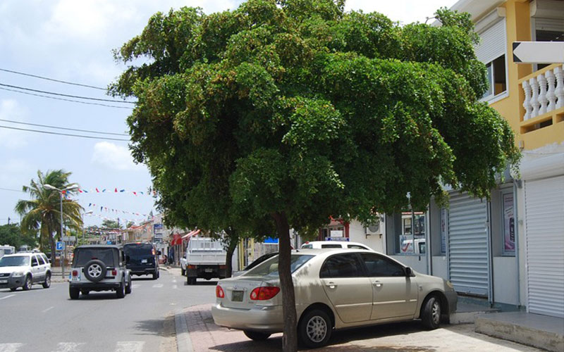 GARDEN CENTER CAPE CORAL and LANDSCAPERS