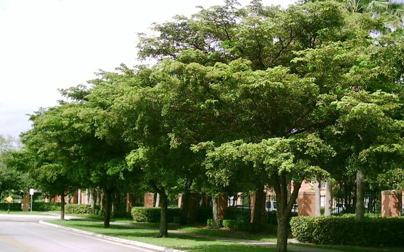 GARDEN CENTER CAPE CORAL and LANDSCAPERS