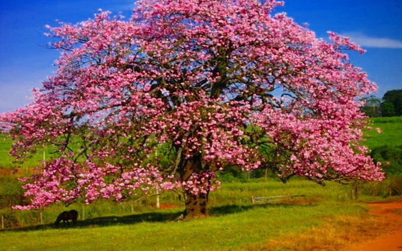 GARDEN CENTER CAPE CORAL and LANDSCAPERS