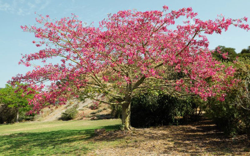 GARDEN CENTER CAPE CORAL and LANDSCAPERS