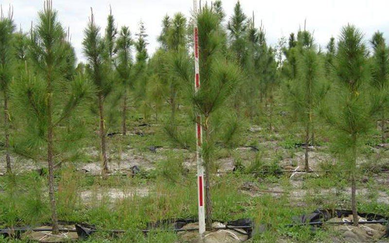 GARDEN CENTER CAPE CORAL and LANDSCAPERS