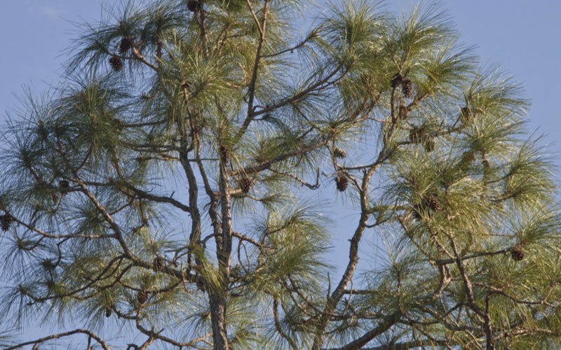 GARDEN CENTER CAPE CORAL and LANDSCAPERS