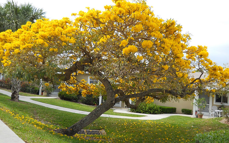 GARDEN CENTER CAPE CORAL and LANDSCAPERS