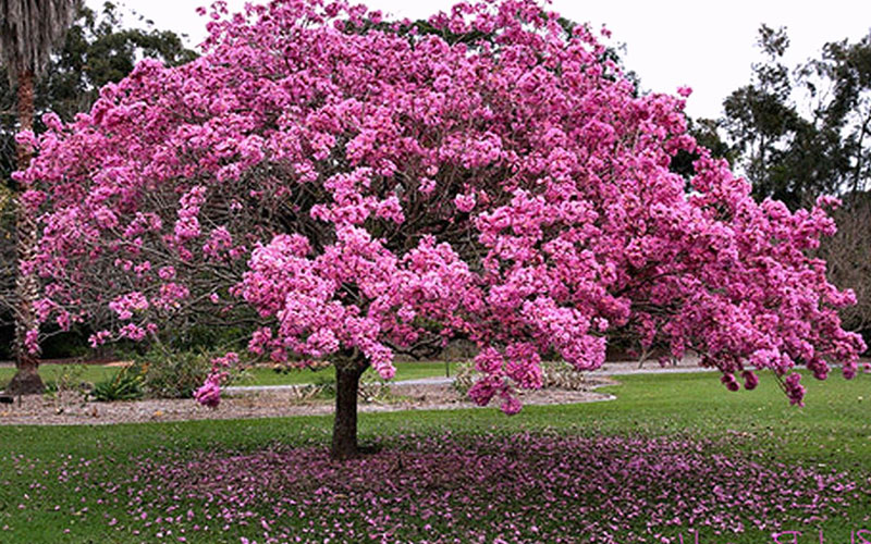 GARDEN CENTER CAPE CORAL and LANDSCAPERS