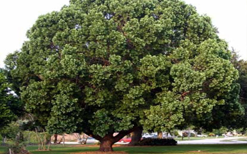 GARDEN CENTER CAPE CORAL and LANDSCAPERS