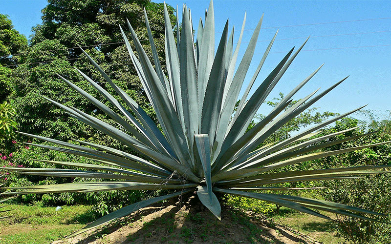 GARDEN CENTER CAPE CORAL and LANDSCAPERS