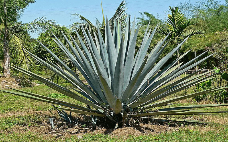 GARDEN CENTER CAPE CORAL and LANDSCAPERS