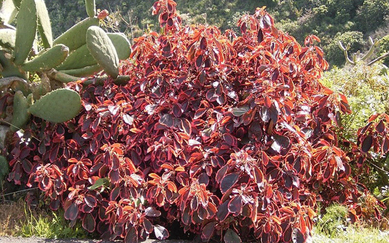 GARDEN CENTER CAPE CORAL and LANDSCAPERS