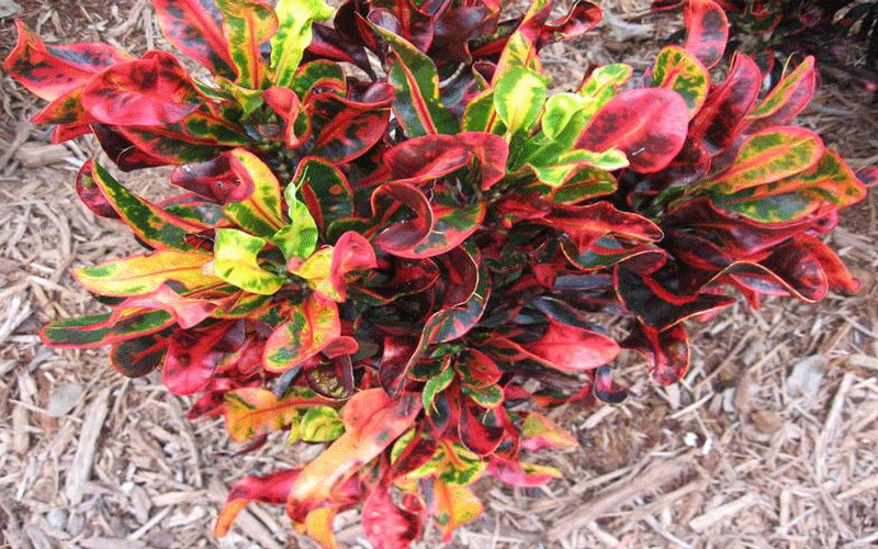 GARDEN CENTER CAPE CORAL and LANDSCAPERS