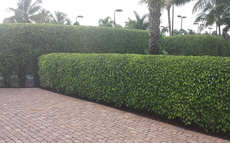 GARDEN CENTER CAPE CORAL and LANDSCAPERS