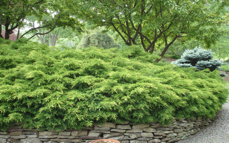 GARDEN CENTER CAPE CORAL and LANDSCAPERS