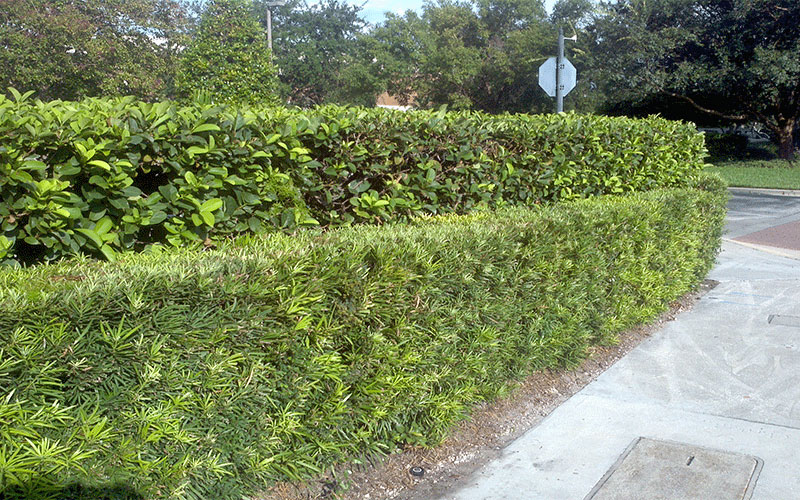 GARDEN CENTER CAPE CORAL and LANDSCAPERS