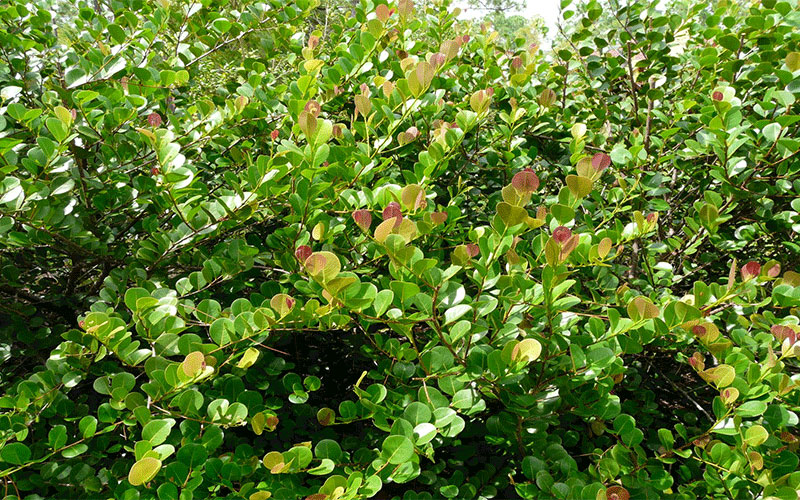 GARDEN CENTER CAPE CORAL and LANDSCAPERS