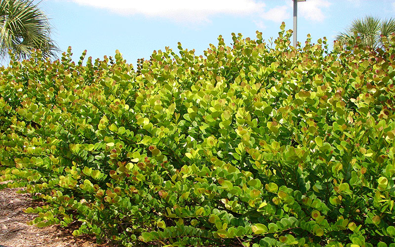 GARDEN CENTER CAPE CORAL and LANDSCAPERS